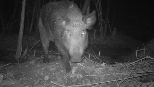 As for 300 capture cases a year! Introduction of Fare Asahi style tying trap