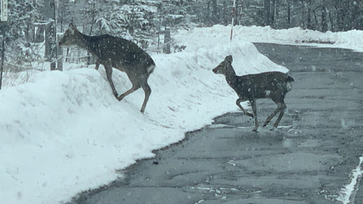 Learn about deer behavior and habits
