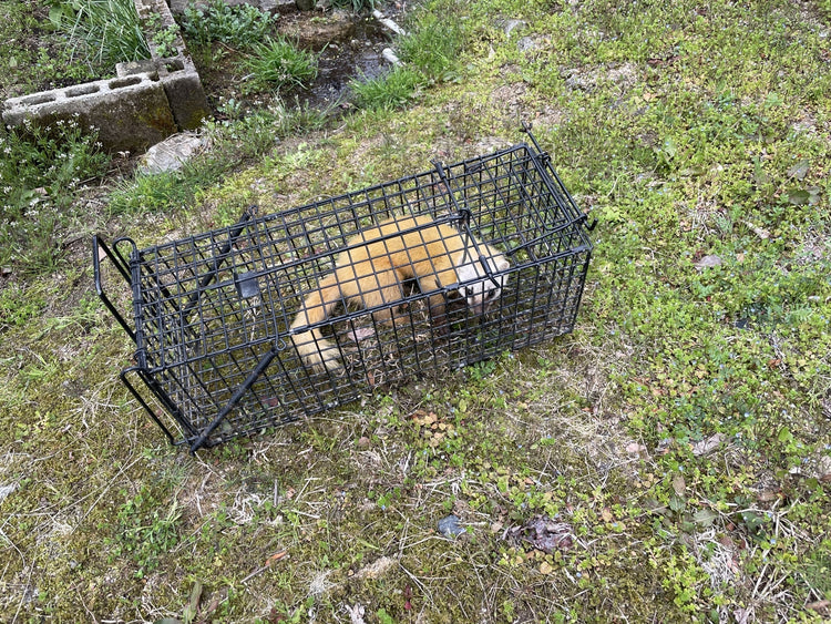 イタチ捕獲完全ガイド~法律・準備・処分まで徹底解説~