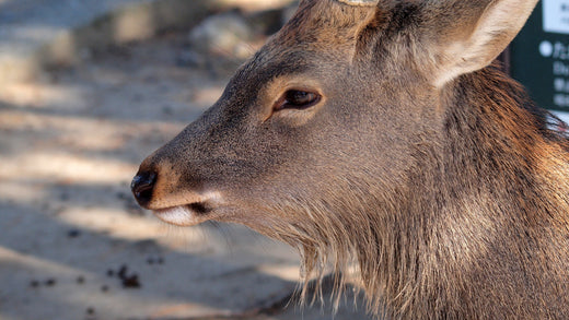 JR Ome Line delayed due to collision with deer