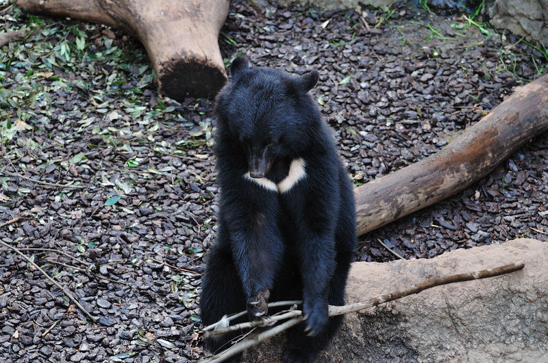 クマの被害防止対策 熊避けスプレー 熊鈴