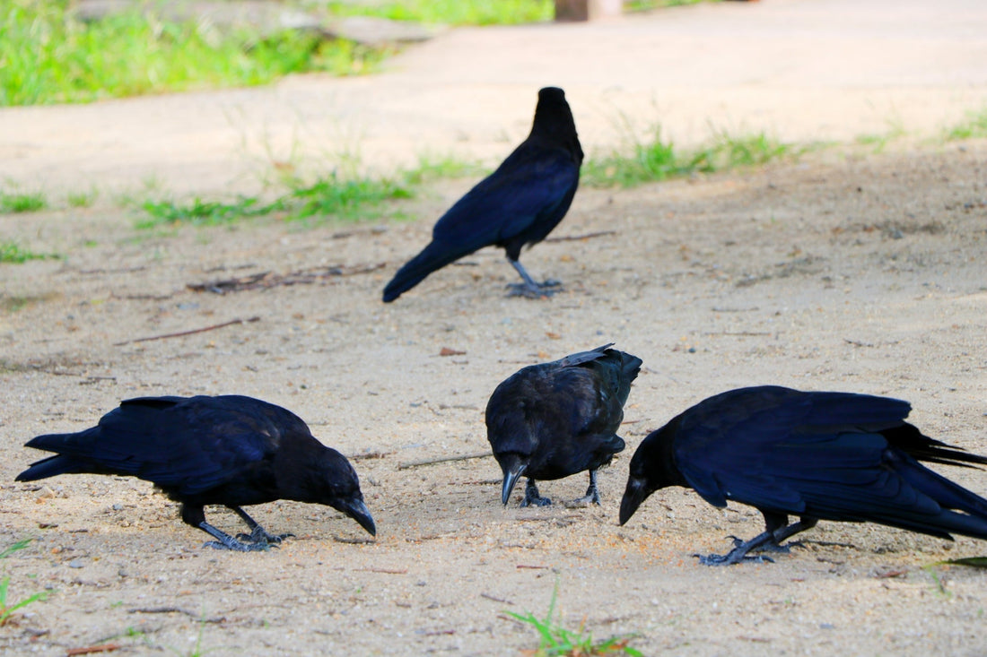 カラス駆除の完全ガイド|効果的な対策と法律のポイント