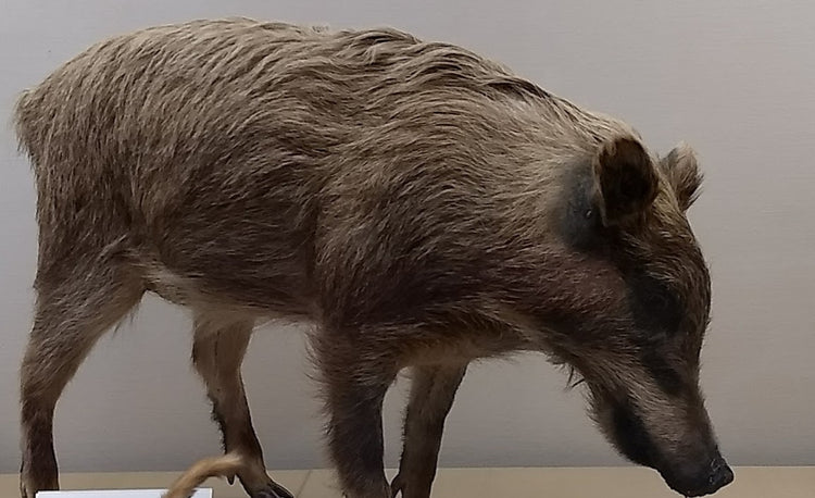 About stopping captured animals (wild boars, deer, etc.)
