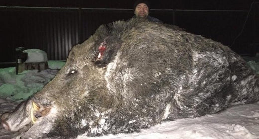 An example of a wild boar of great size