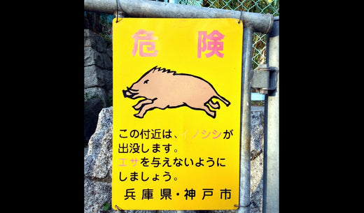 箱罠の仕掛け方