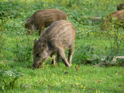 Wild boars appear one after another in Toyama Prefecture