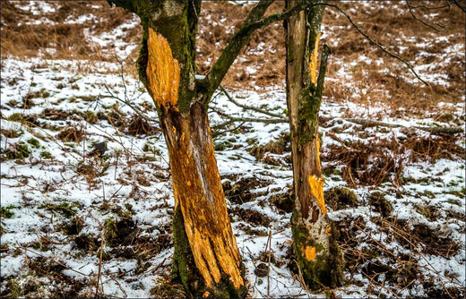 Current Status of Wildlife Damage in Forests