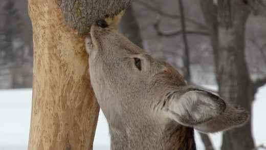 Actual state of forest damage caused by deer