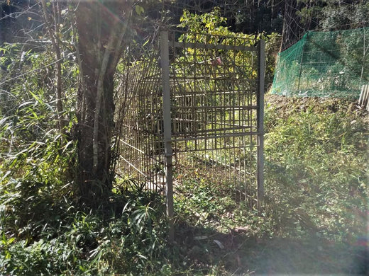 Wild Boar Capture ~ Let's set up and patrol box traps