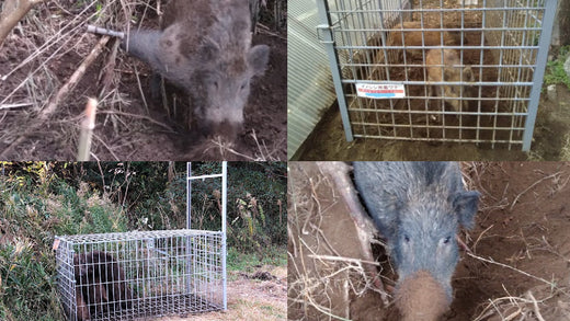 Tornado for catching wild boars