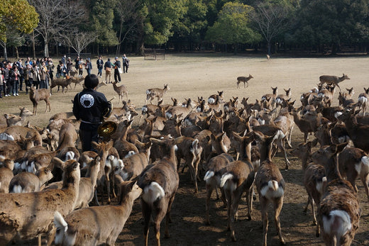 About the population of deer and wild boar