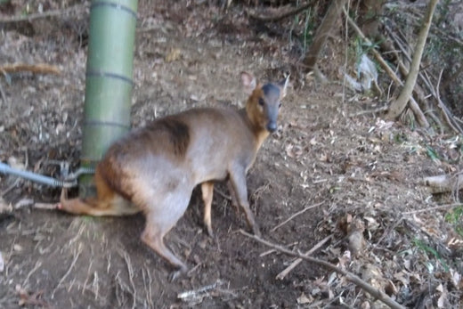 Thorough Explanation] What are the characteristics of Kukuri Trap