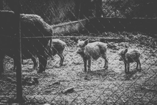 New measures against wild boars.