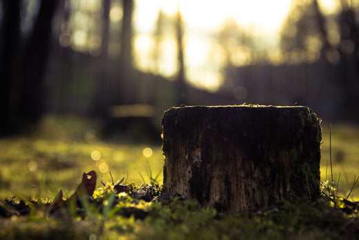 Support for wildlife damage control in forests