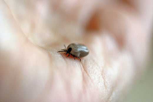 I'm really scared. Tick infection