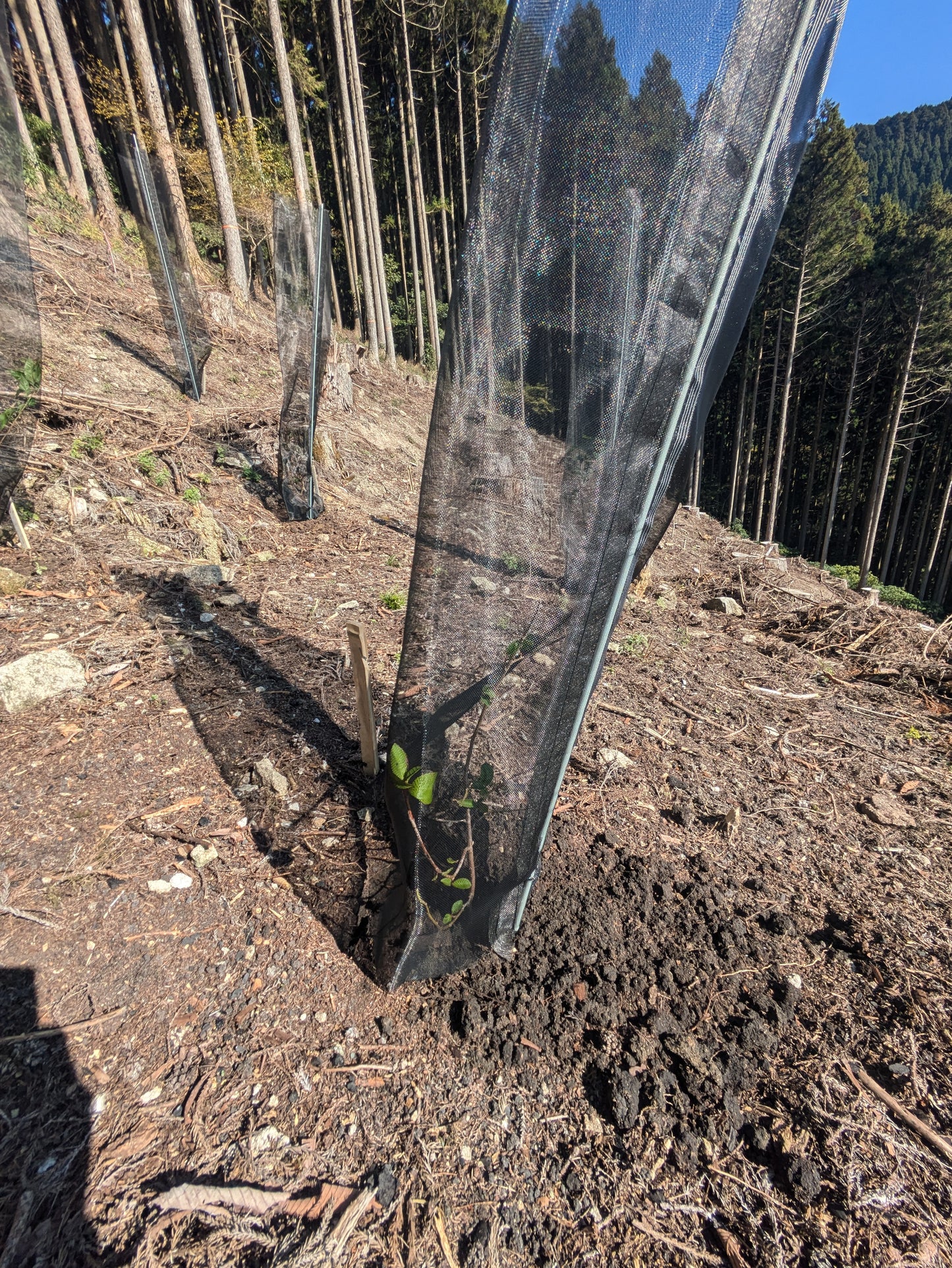 単木保護資材 育小苗 ソダチーナ 1.7Mタイプ(本体+ネット+FRP支柱セット)