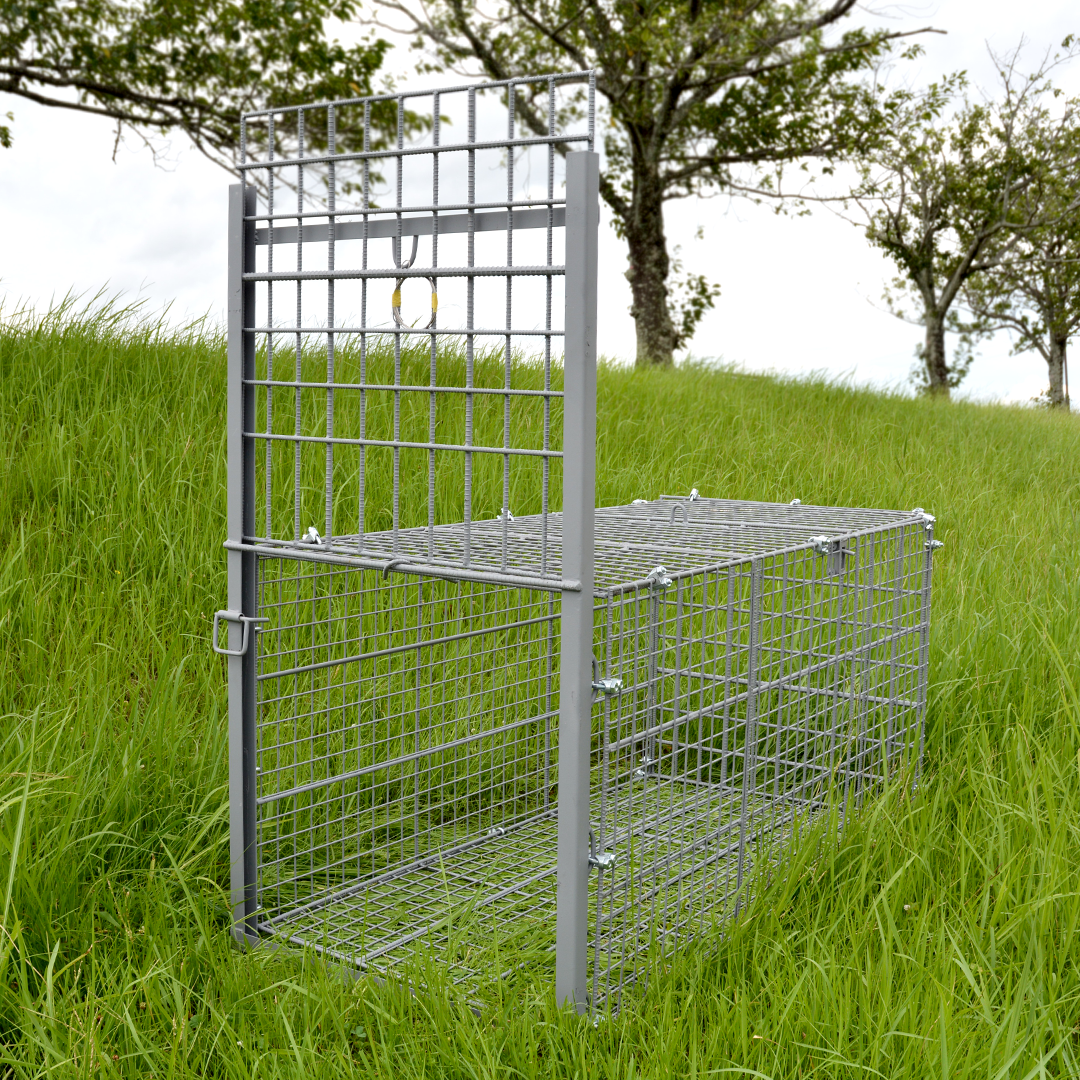 Fare Asahishiki box trap medium size [single door] wire mesh