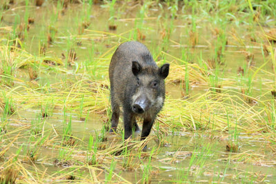 About wild boar damage