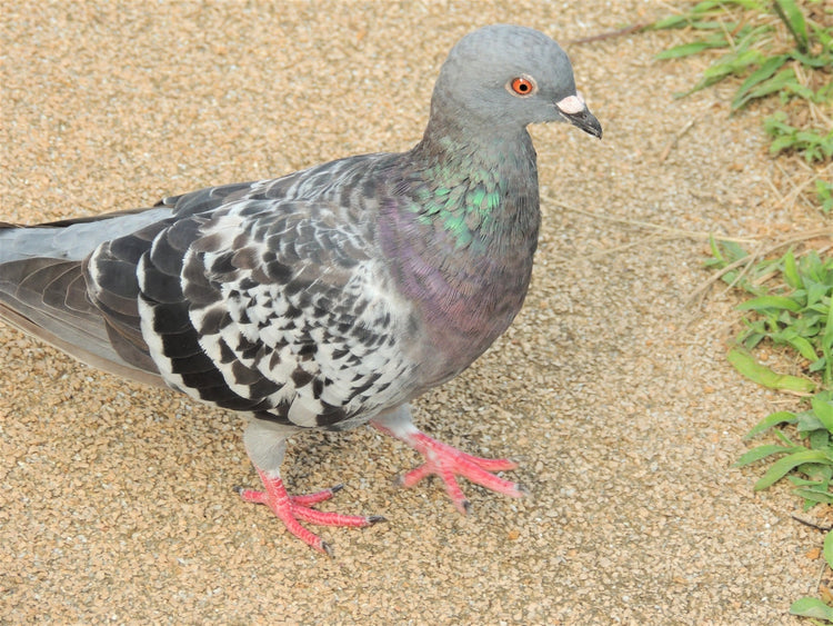 鳩の生態を徹底解説！種類から行動パターンまで丸わかり