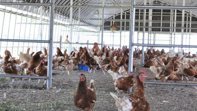 Points and specific measures to prevent the invasion of avian influenza virus