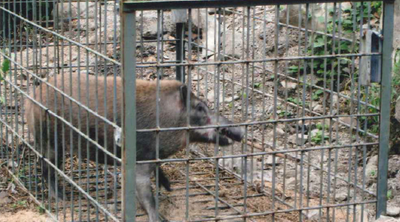 Thorough explanation of wild boar traps! Which trap is right for you?