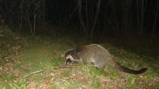 About the capture and extermination of palm civets