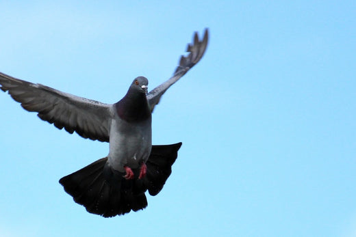 鳩よけ方法　防鳥剣山・ワイヤー　忌避剤