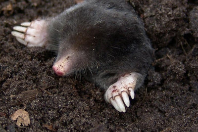 Mole ecology and crop damage countermeasures and repelling methods