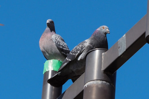 I was in a lot of trouble. Examples of pigeon damage