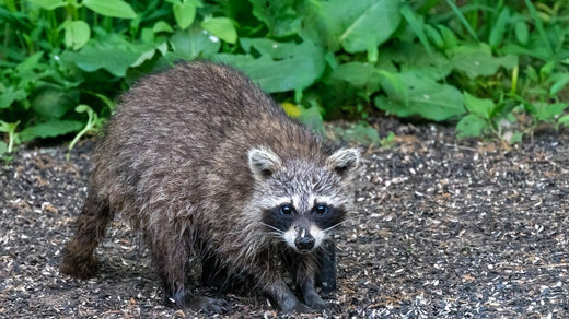 Introducing raccoon box traps, trapping tips, and other catching goods