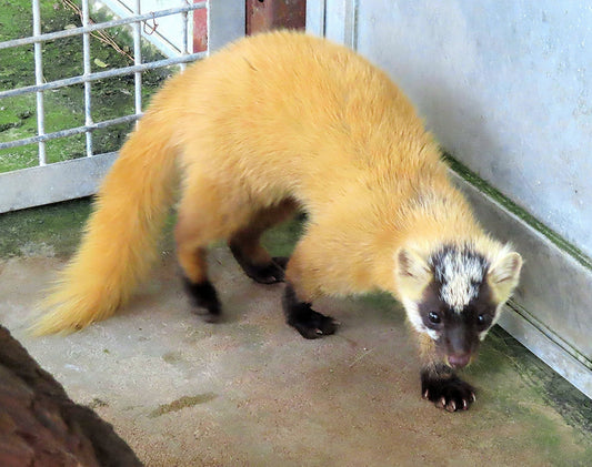 意外に馴染みのない動物「テン」とは？生態・特徴・害獣対策まで徹底解説