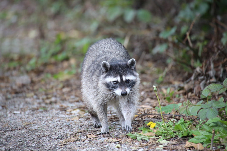 アライグマのエサ総合ガイド：生態・対策・駆除方法を徹底解説