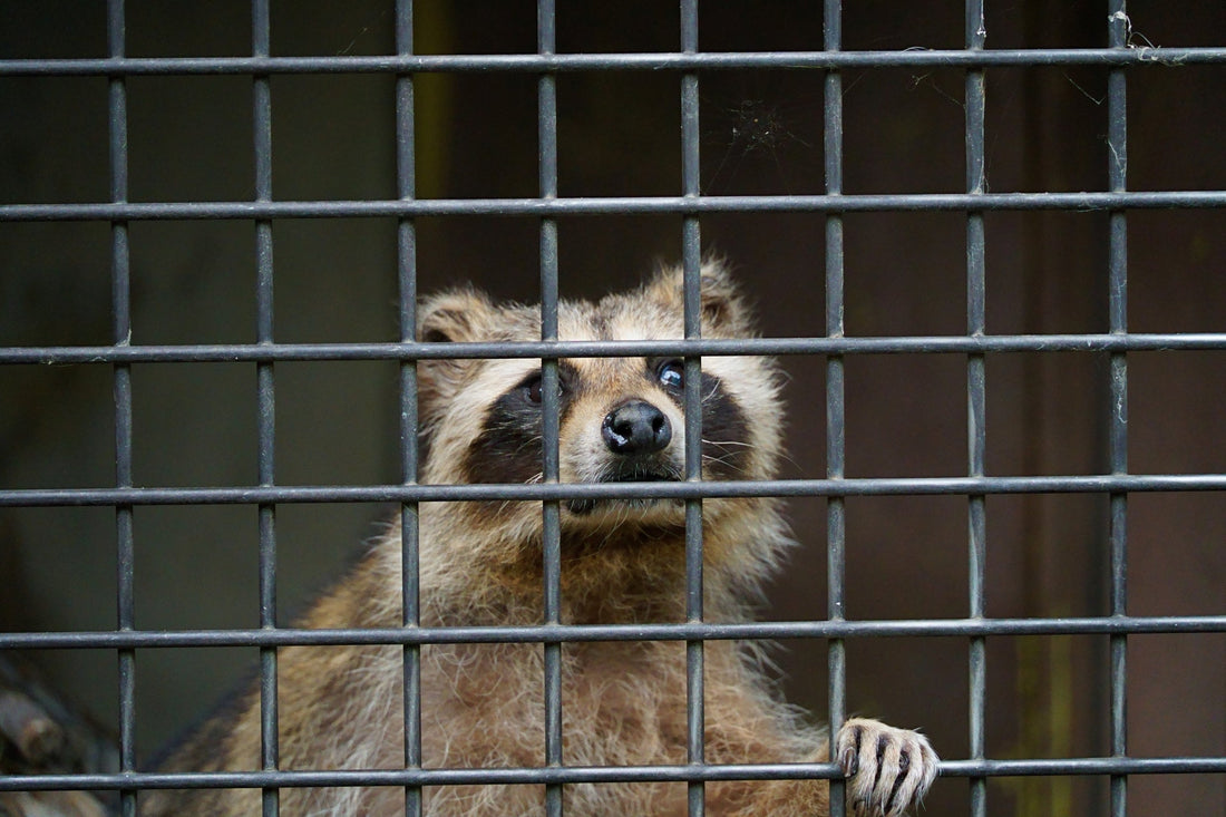 アライグマはなぜ日本に？外来種指定の背景と私たちが知るべき事実