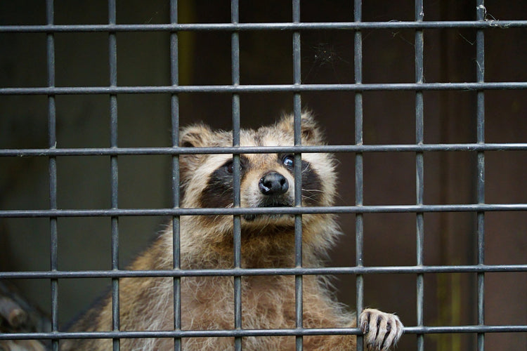アライグマはなぜ日本に？外来種指定の背景と私たちが知るべき事実