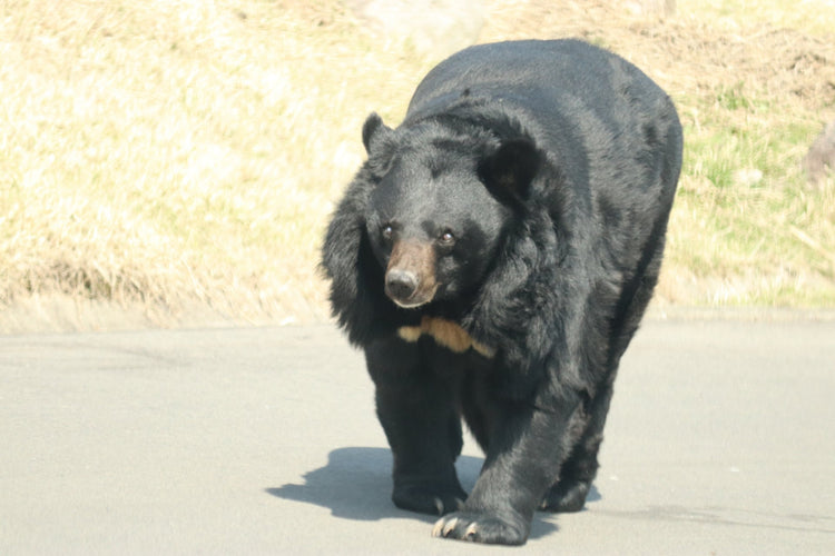 【完全版】クマ対策マニュアル：遭遇リスクを減らし被害を防ぐ方法