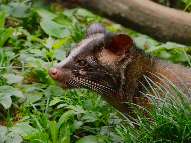 ハクビシンとは？特徴・生態・被害事例・対策まで徹底解説