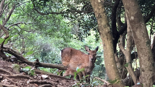 Damage caused by deer and traps to capture them