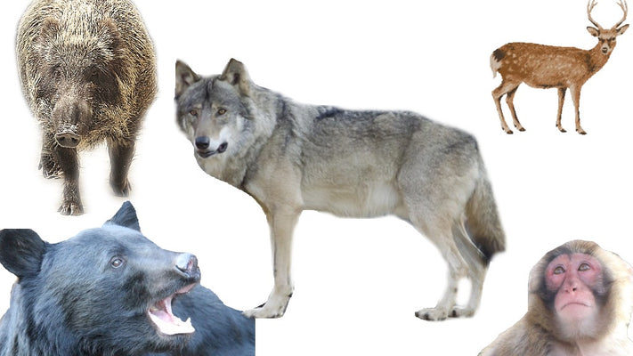 About wildlife control using wolf urine