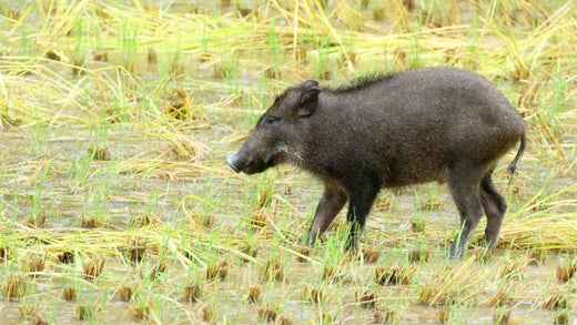 How to install an electric fence that is effective against wild boars