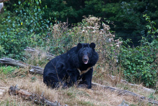 クマの人身被害防止対策　熊よけスプレー