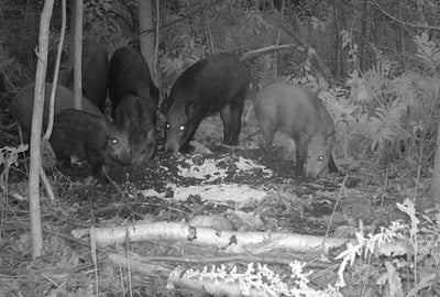 A detailed explanation of the ecology and behavior of wild boars