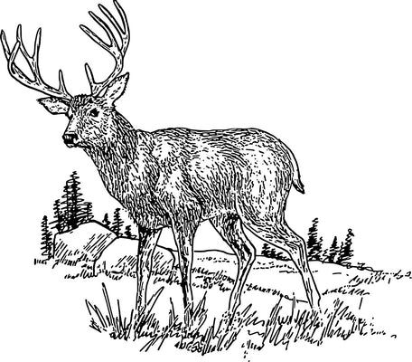 How to dismantle and handle deer [*Reading caution]