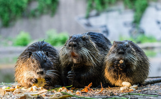 Nutria characteristics and countermeasures