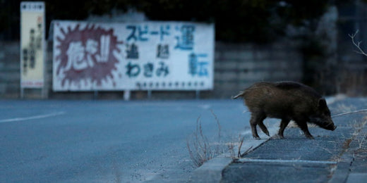 市街地イノシシ対策