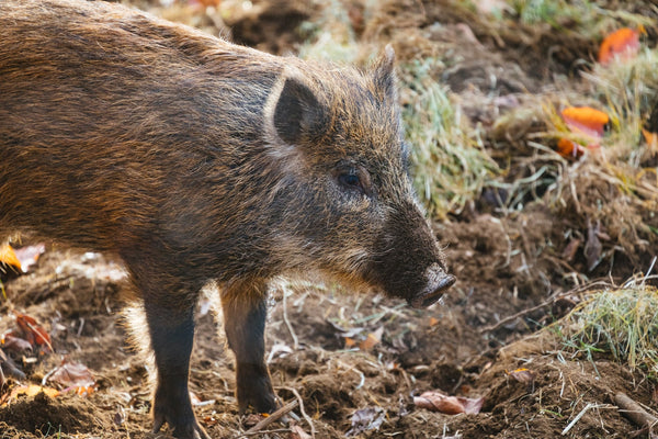 What do wild boars hate?