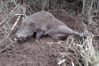 [Explanation step-by-step] From catching wild boars by tying traps to catching them alive