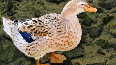 [Warning] Bird flu may be transmitted by wild birds and animals