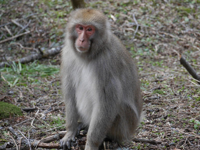 Wildlife countermeasures - Damage control, capture, and extermination of Japanese macaques