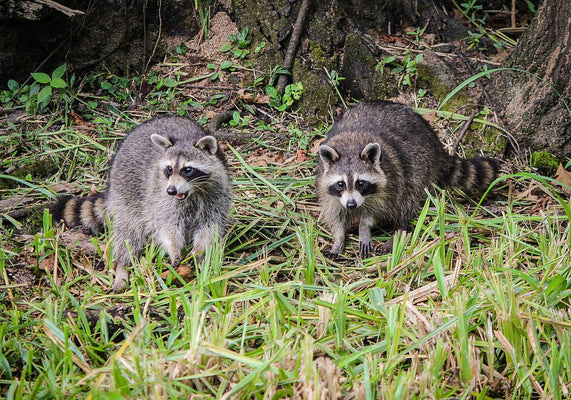 About raccoon ecology, countermeasures, and extermination