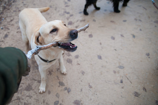 Types and characteristics of hunting dogs. Also explains how to drive in